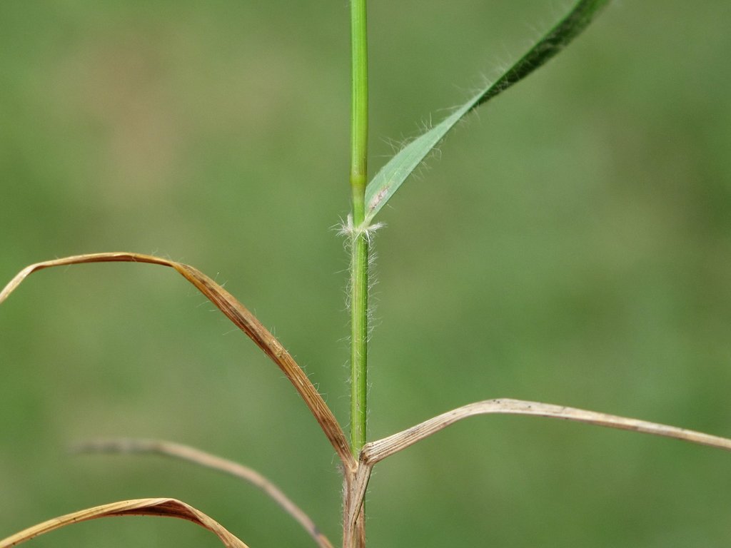 Danthonia decumbens